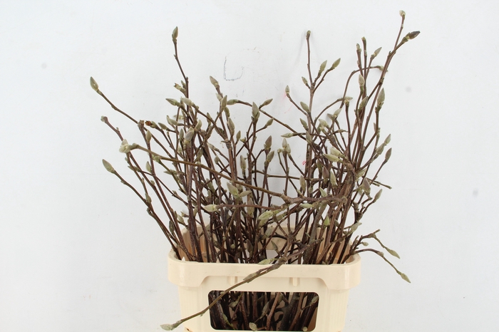 <h4>MAGNOLIA GRANDIFLORA X35</h4>