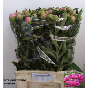 PAEO L BOUQUET PERFE