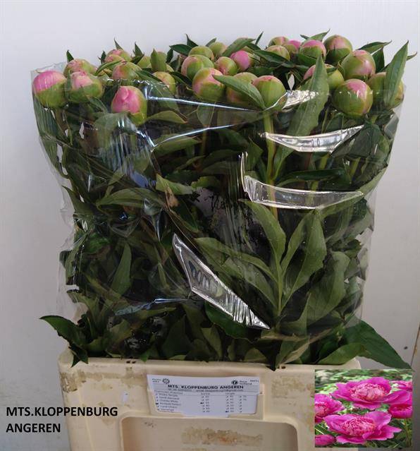 <h4>PAEO L BOUQUET PERFE</h4>