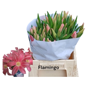 TU LI FLAMING PARADI