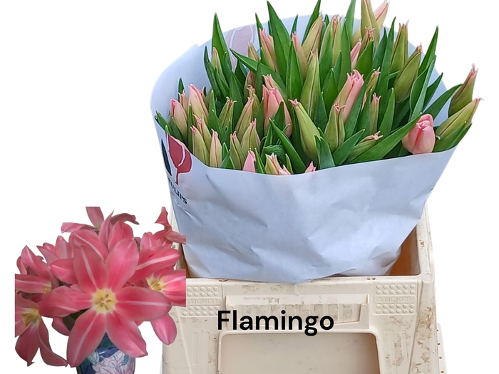 <h4>TU LI FLAMING PARADI</h4>