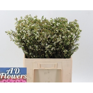 Cham Un Crystal Pearl