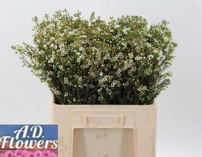 <h4>Cham Un Crystal Pearl</h4>