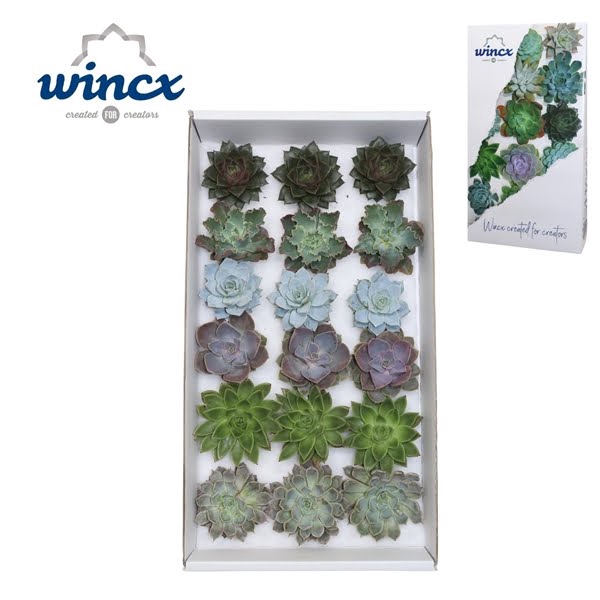 Echeveria Basic Mix (Wincx) Cutfl (6 Spcs)