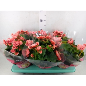 Begonia elat. DU 'Borias'