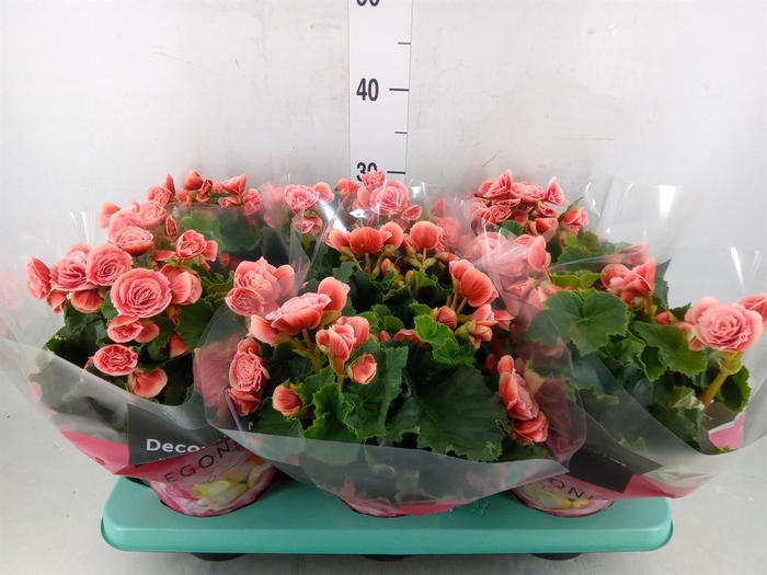 <h4>Begonia elat. DU 'Borias'</h4>