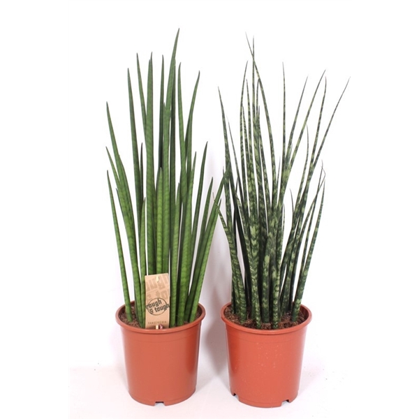 <h4>Sansevieria Luxe mix</h4>