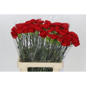 Dianthus St Arona