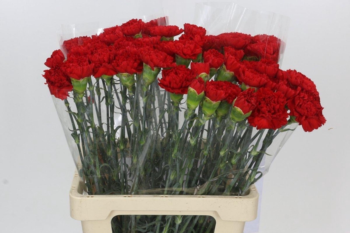 <h4>Dianthus St Arona</h4>