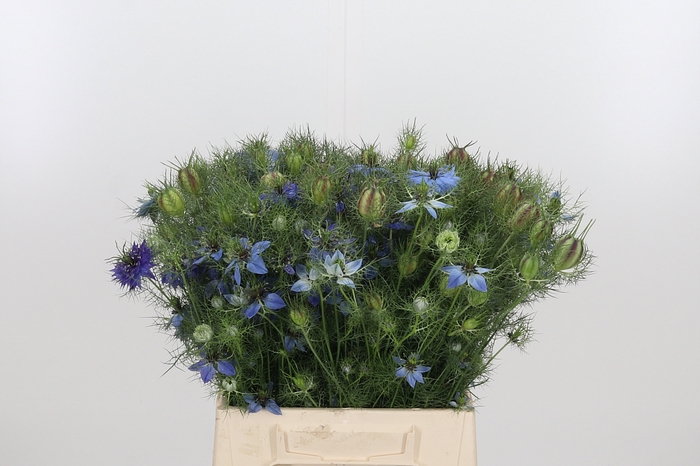 <h4>Nige Damascena Blauw</h4>