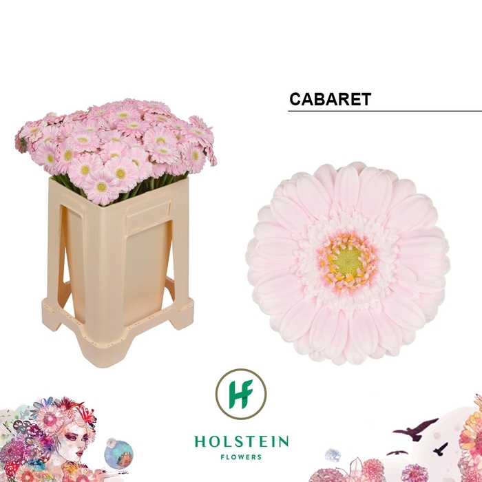 <h4>GE MI CABARET</h4>