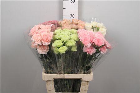 <h4>Di St Gemengd Pastel</h4>