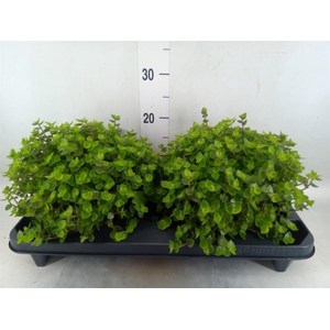 Callisia repens