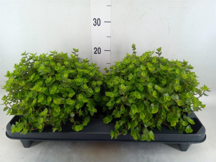 <h4>Callisia repens</h4>