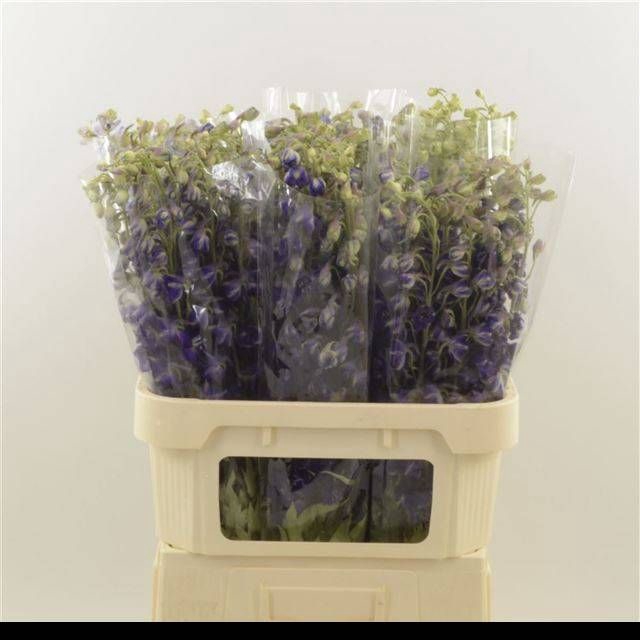 <h4>DELPH EN DELDON PURP</h4>