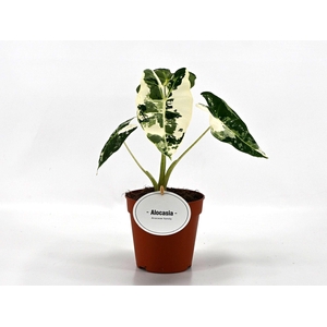 Alocasia