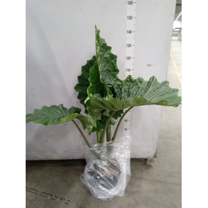 Alocasia portodora