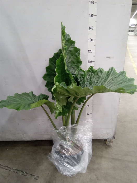 <h4>Alocasia portodora</h4>