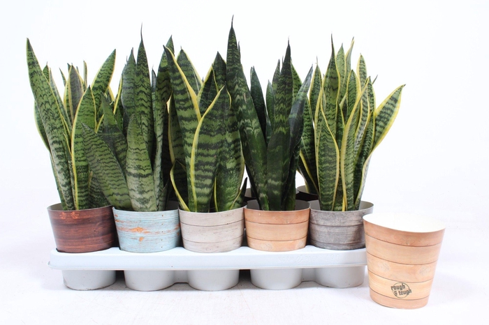 <h4>Sansevieria mix in Rough & Tough cup</h4>