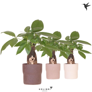 Kolibri Greens Pachira in Rustic pot mix