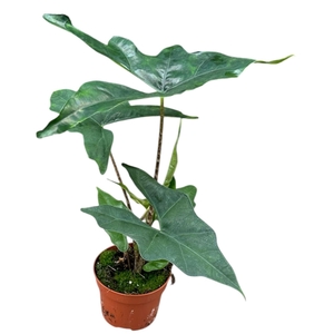 Alocasia