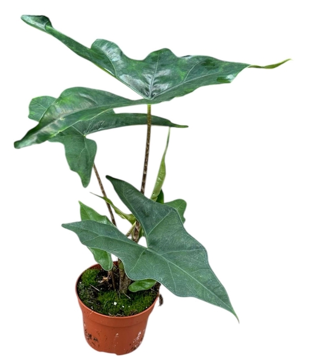 <h4>Alocasia</h4>