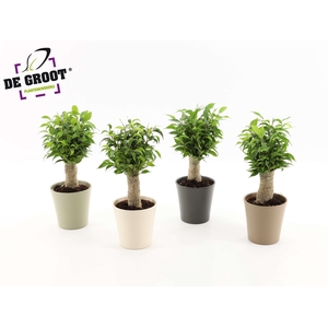 Ficus benjamina 'Natasja' jute