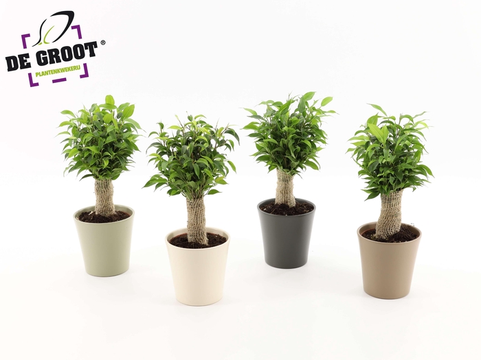 <h4>Ficus benjamina 'Natasja' jute</h4>