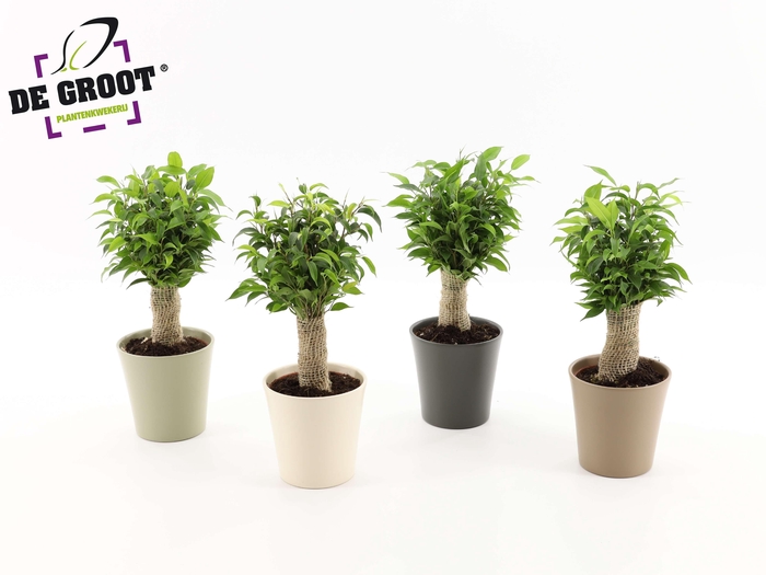 <h4>Ficus benjamina 'Natasja' jute</h4>
