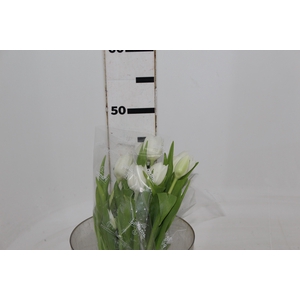 TULIPA BRANCO COM BULBOS