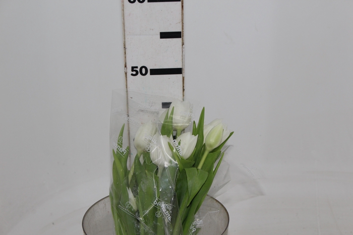 <h4>TULIPA BRANCO COM BULBOS</h4>