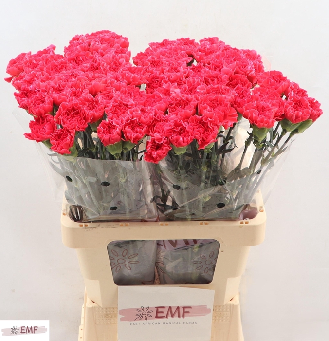 <h4>DI ST MANDALAY</h4>