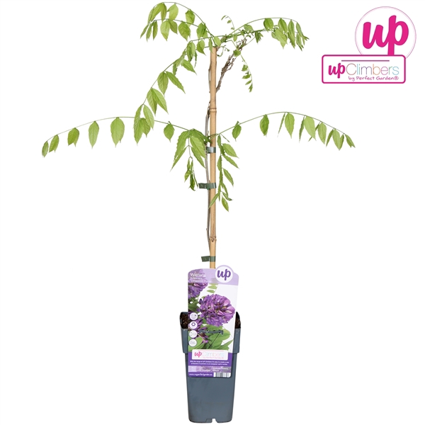 <h4>Wisteria frutescens 'Longwood Purple' P15</h4>