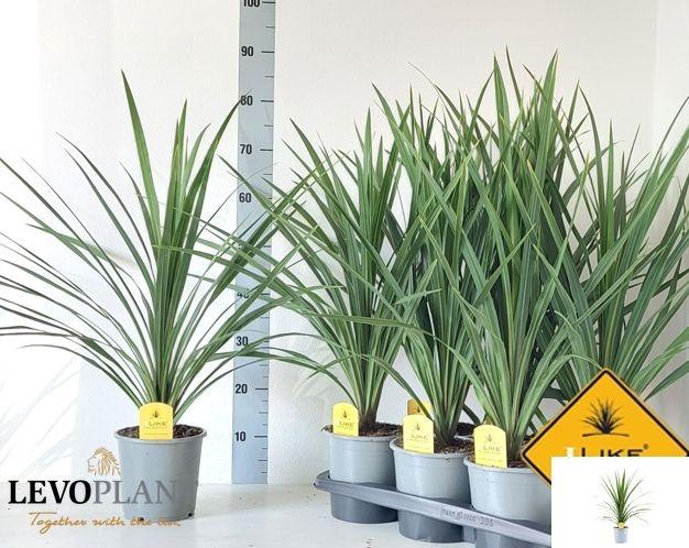 <h4>CORD IN PEKO</h4>