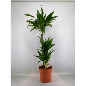 Dracaena frag. 'Janet Craig'