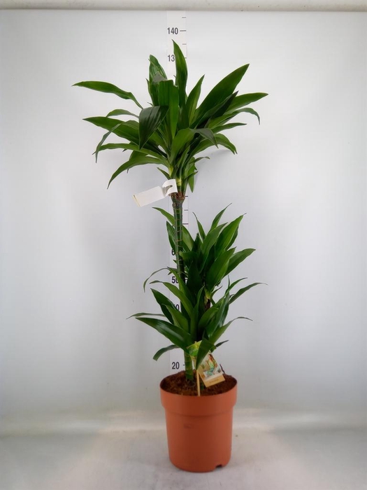<h4>Dracaena frag. 'Janet Craig'</h4>