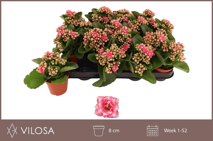 <h4>KAL GE WEAVER BICOL</h4>