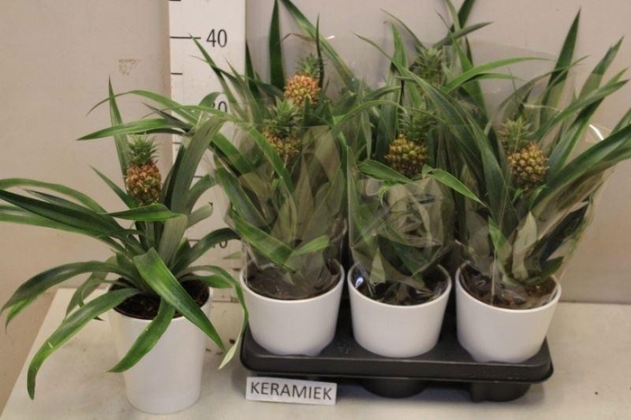 <h4>ANANAS ROSITA</h4>