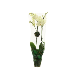Signature Phal Green Mile 2T16+