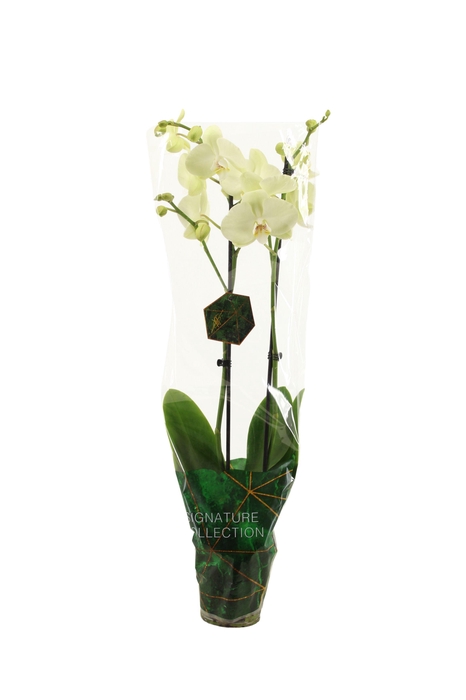 <h4>Signature Phal Green Mile 2T16+</h4>