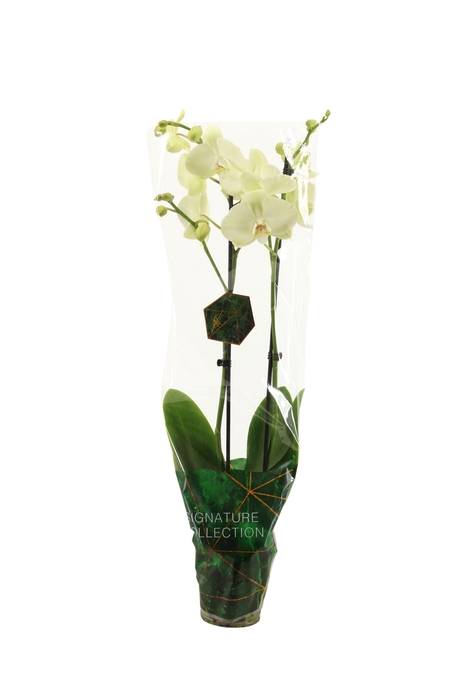 <h4>Signature Phal Green Mile 2T16+</h4>