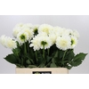 Dahlia Boom Boom White