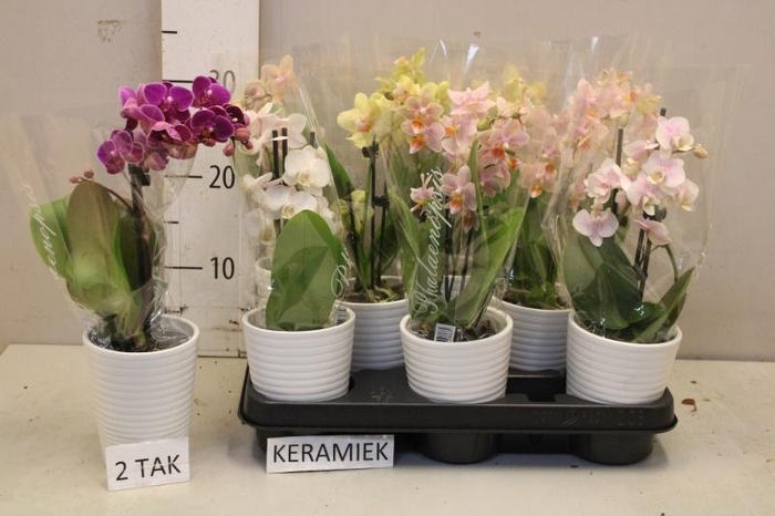 <h4>ARR PHAL MT</h4>