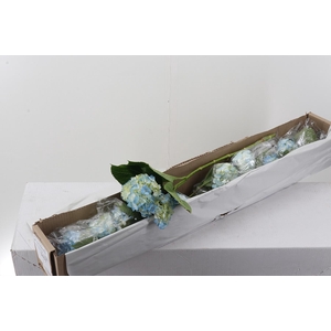 Hydr x10 Blue Criolla Select Box