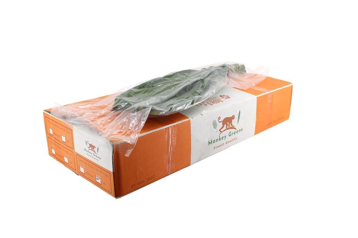 <h4>Cordyline Green Tie 80 Cm WBE</h4>