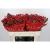 Hypericum True Romance
