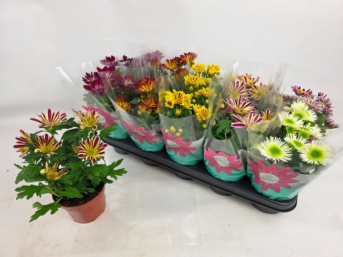 <h4>CHRYS GEM 6 KL</h4>