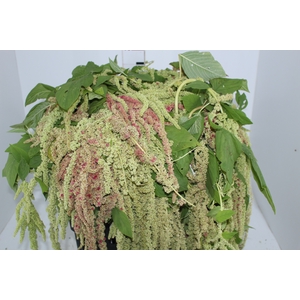 AMARANTHUS VERDE