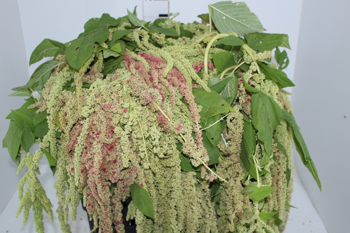 AMARANTHUS VERDE