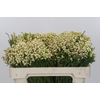 Kaaps Groen Lanug. White